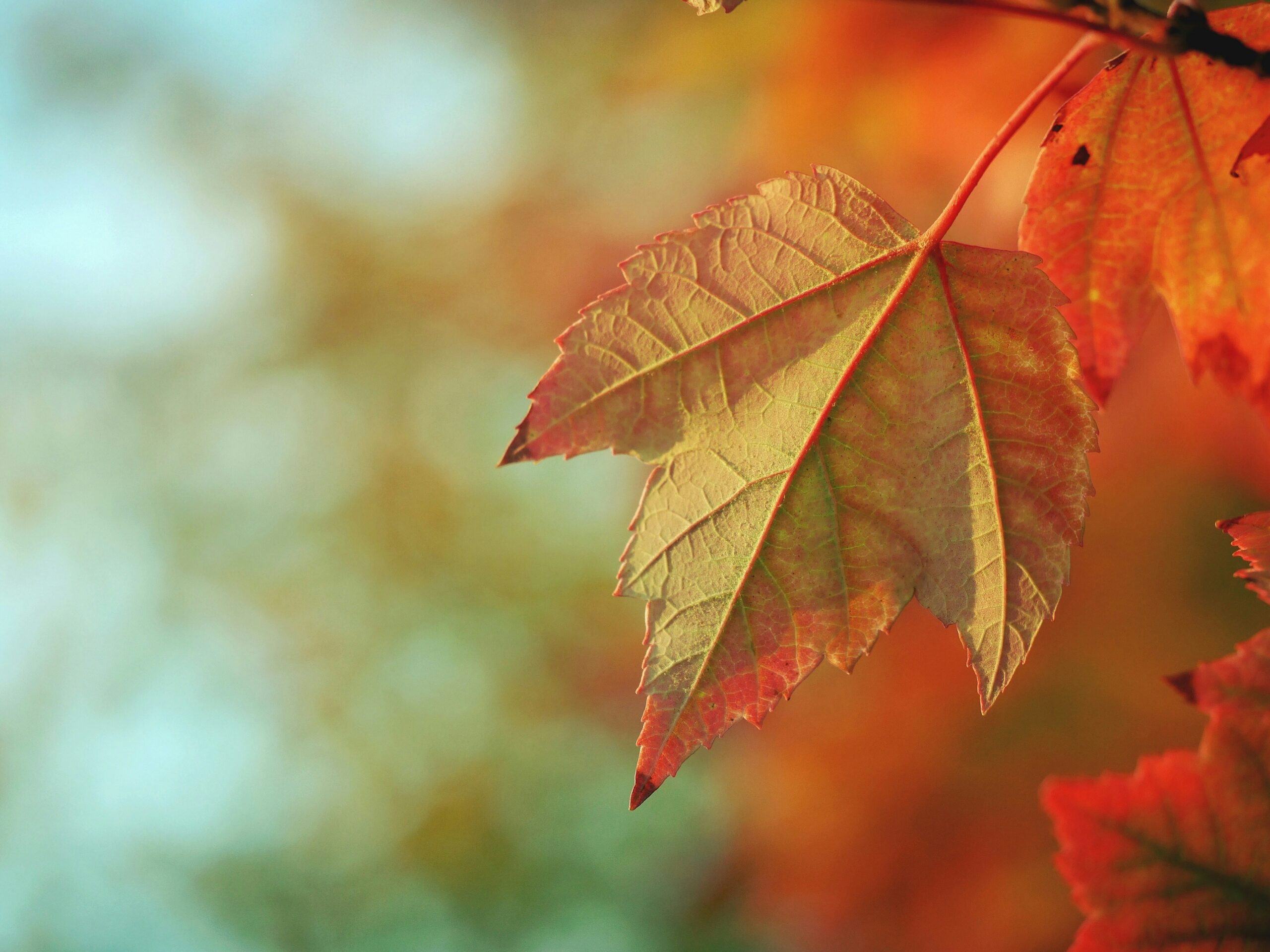 Autumn journal prompts for reflection, release and renewal